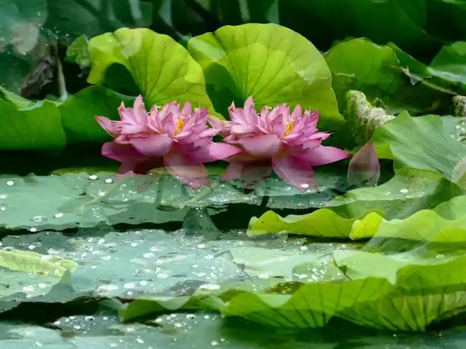 七宝荷花别样情