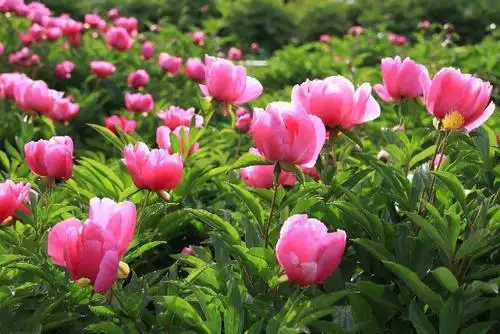 九幅精美芍药图