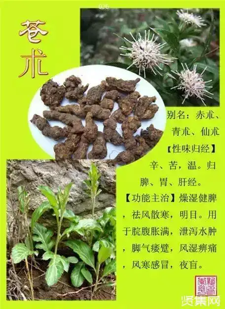 100种中草药大全名字和图片形态及功效主治