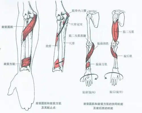 第007期认识你的肌肉之上肢肌前臂肌