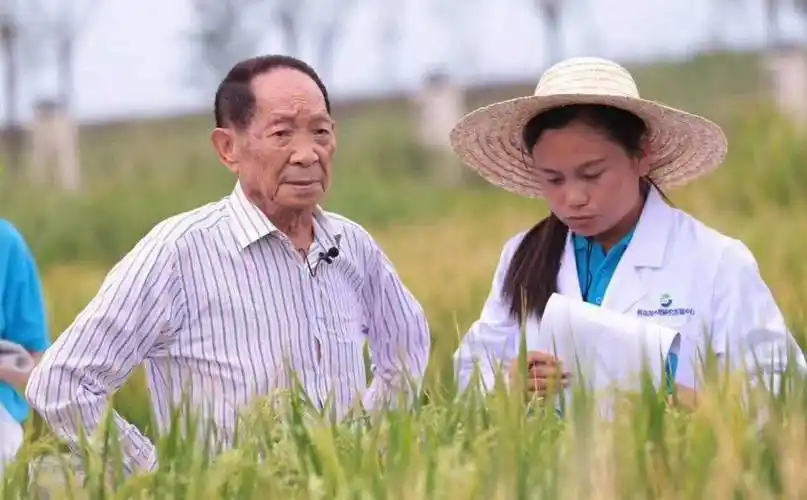 袁隆平开始了杂交水稻的研究