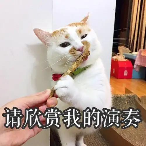 萌宠gif喵星人gif请欣赏我的演奏gif表演开始了gif搞怪gif逗gif