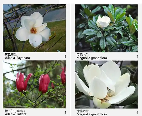 玉兰花品种(43种图示)