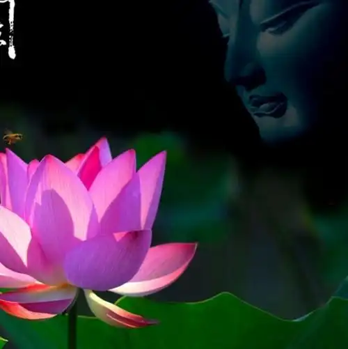 盛开在佛前的莲花