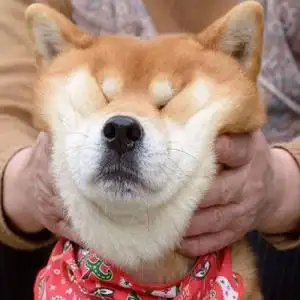 唯美超可爱柴犬微信头像5