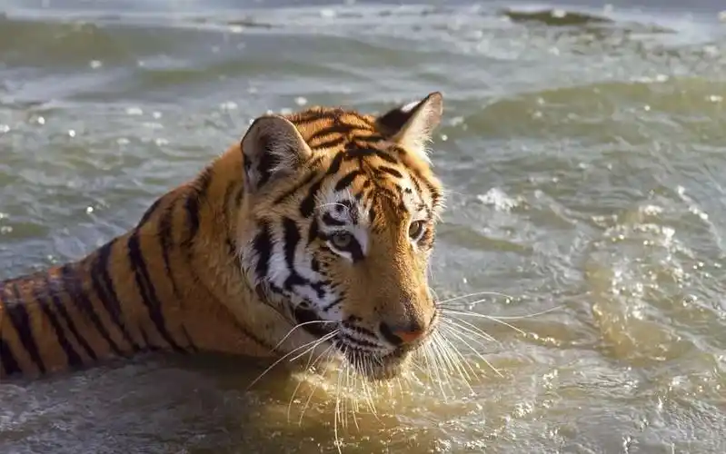 快看这只老虎游泳的样子好棒哎,老虎:老虎不发猫,你以为我病"危"啊