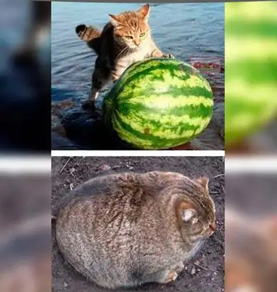 俄罗斯幽默集锦【组图】