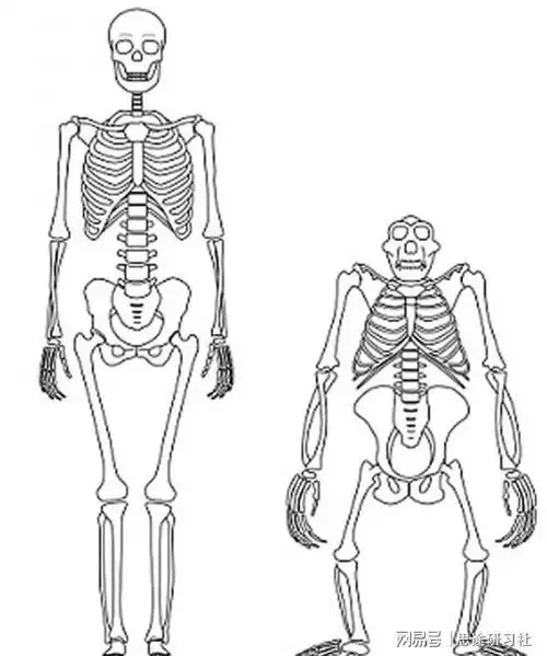 前面讲过,因为人类脑容量剧增,导致头颅已经很大,又因为直立行走,所以