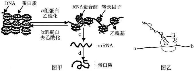 组蛋白乙酰化引起染色质结构松散,有关基因进行表达;组蛋白去乙酰化