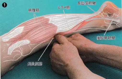 康复触诊新章节102趾长屈肌下