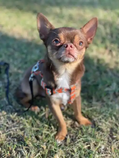 就是觉得我狗儿子真帅