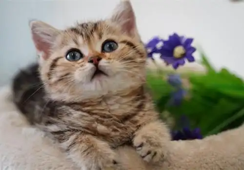 超可爱猫咪图片_小萌猫超可爱