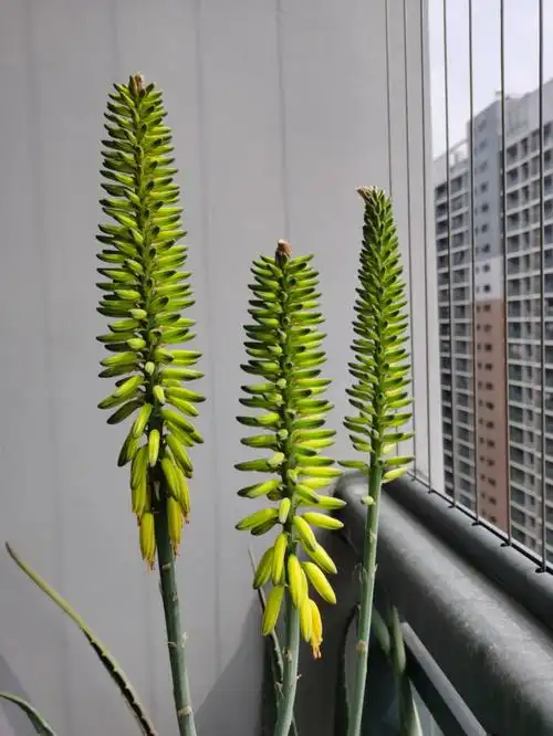 阳台芦荟又开花了🌸