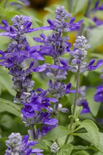 蓝花鼠尾草vv首发