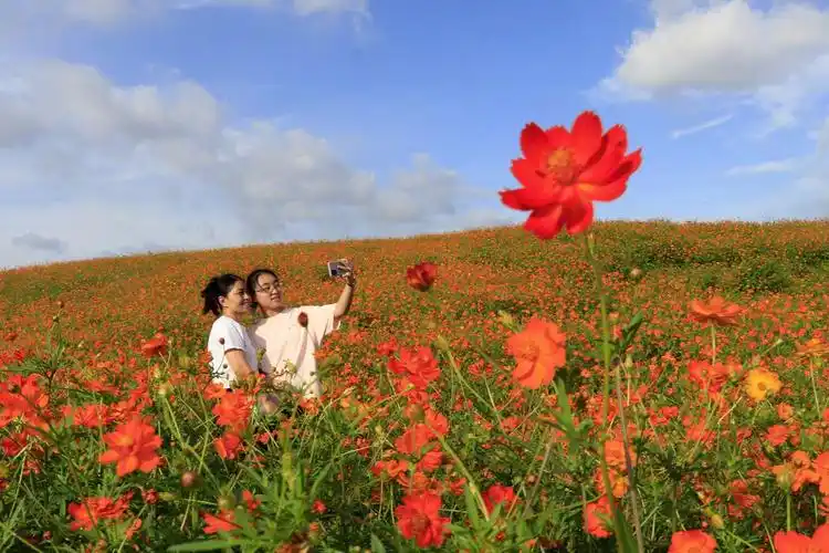 东台:花海盛开迎客来