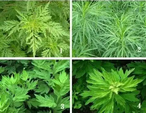 青蒿草和艾草的区别视频