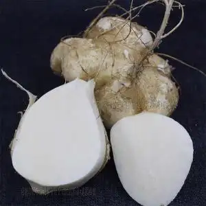 湖北特产新鲜地瓜凉薯沙果甜薯豆薯土瓜沙葛番薯农产品水果包邮