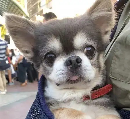 撒娇的吉娃娃也太可爱了吧