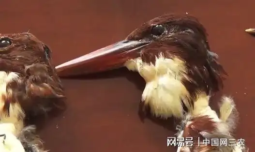 太残忍!北京一男子拔活翠鸟羽毛制作饰品被刑拘