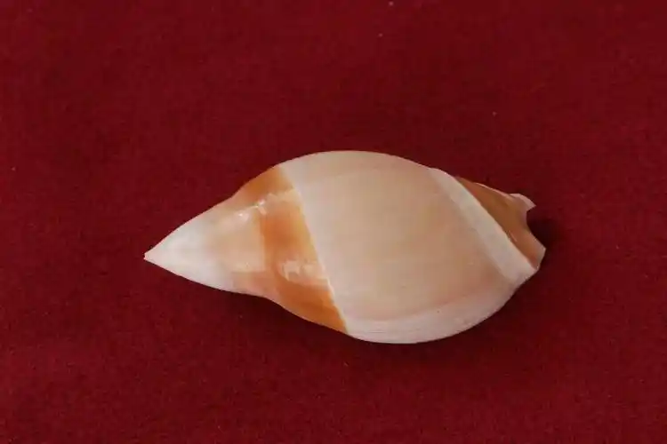 小贝壳大世界珍稀贝壳线上微展览