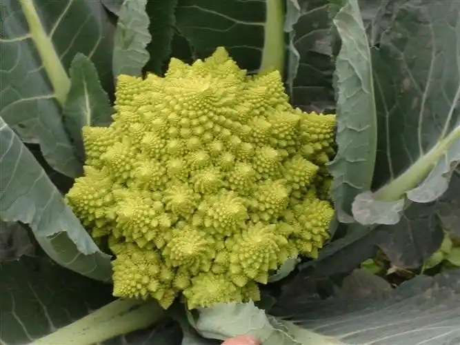 你见过这些奇怪的蔬菜吗?