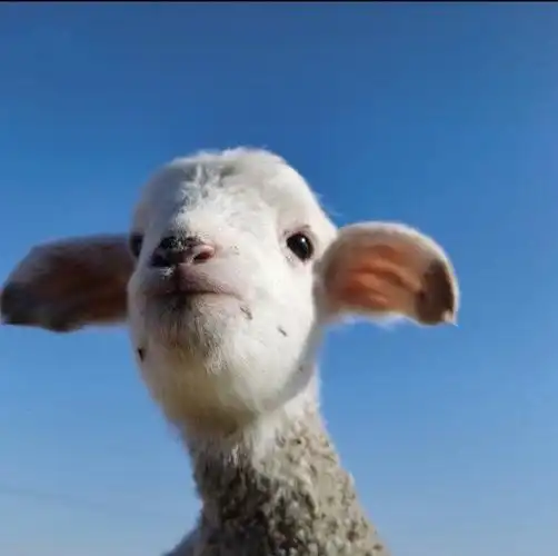 小羊头像