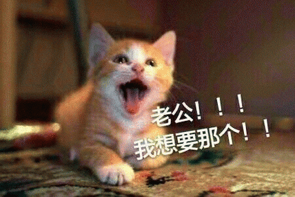 猫咪喊老公的表情包 [悄咪咪的偷窥老公]