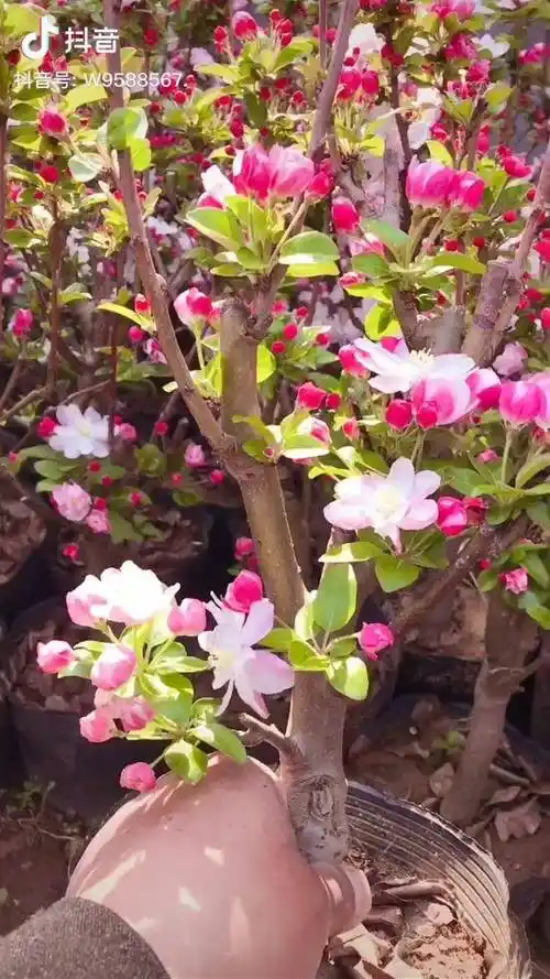 冬红果海棠开花结果直播