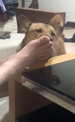 狗狗喜欢舔男主人臭脚,脚板脚趾都舔,舔完还想跟女主人亲吻