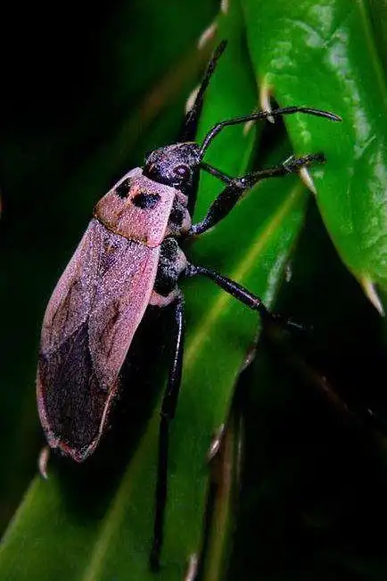 半翅目·显角亚目·长蝽科:长蝽