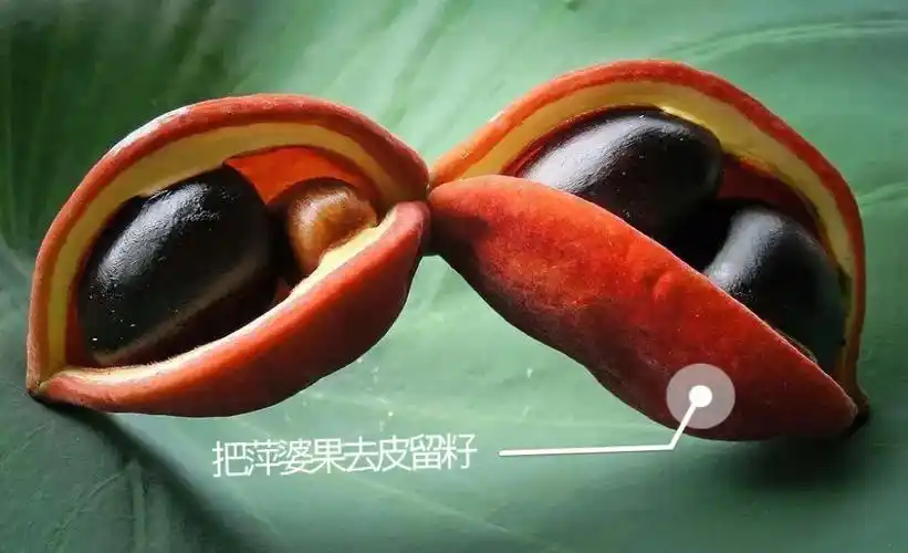 何仔新煮意盐煮苹婆果