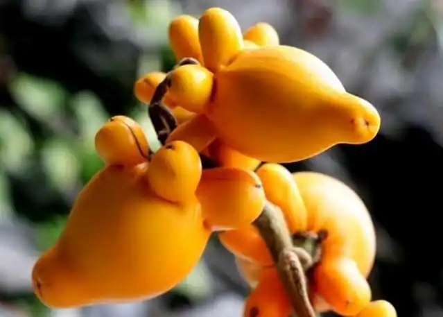 全球最贵的几种水果,一个比一个稀有,一般人都吃不起!