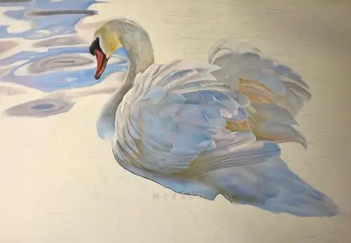 彩铅动物系列之-白天鹅,霹雳马绿辉偏写实风格