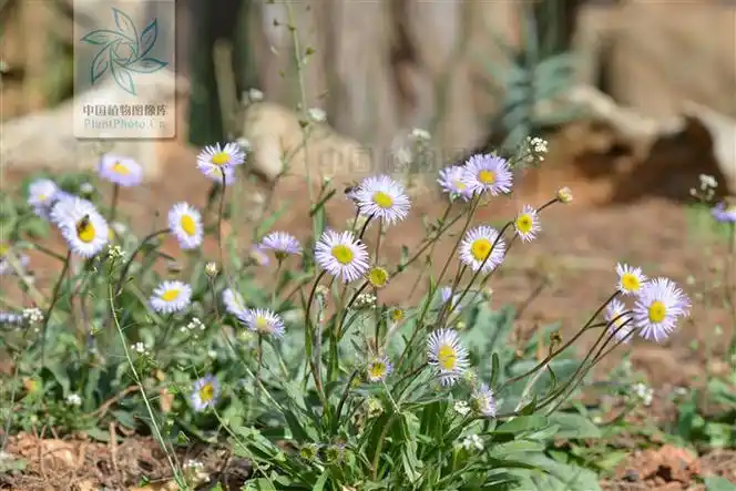 是菊科,飞蓬属的植物多年生 a target="_blank" href="/item/草本">