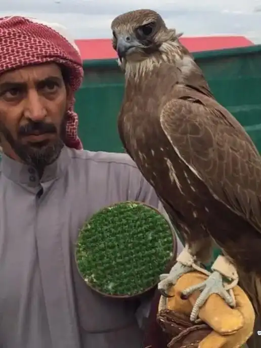 阿尔泰隼.估计很多国内的鹰师都没有见过这个品种吧?