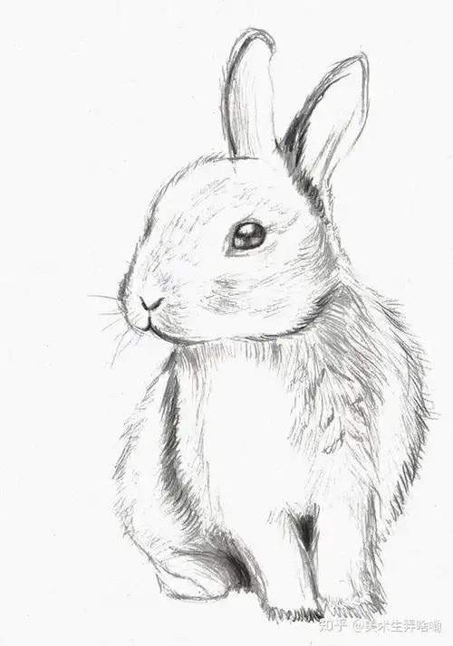 素描动物简单 素描小动物简单画法 | 第 2 页