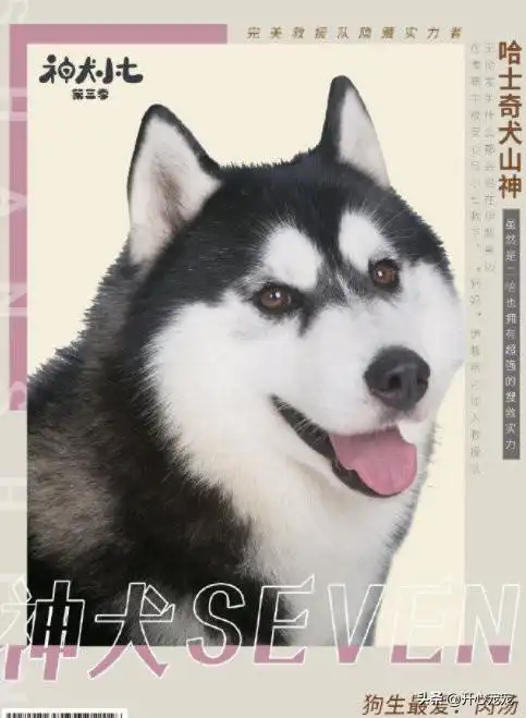 一起冒险!共同成长!激萌盘点《神犬小七3》六对人犬搭档_组合