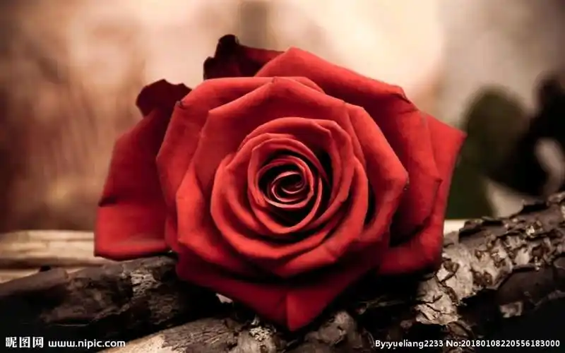 【华晨宇水仙/卷须美人组】人偶 暗黑向,短篇,一发完