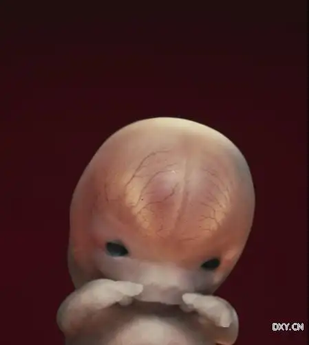 10周 大约3厘米长的胚胎进入胎儿阶段