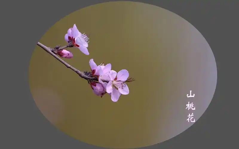 山桃花唯美意境风景图片桌面壁纸