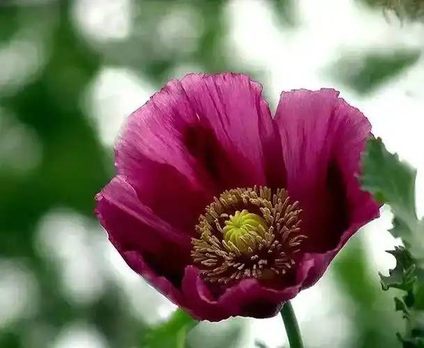 叶子|植物|蔬菜|虞美人|罂粟花_网易订阅