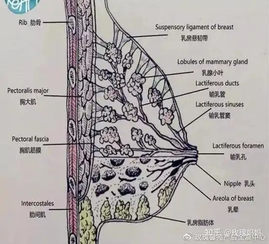 乳腺是由许多腺小叶构成的,其基本结构包括腺泡和导管,腺泡由一层分泌