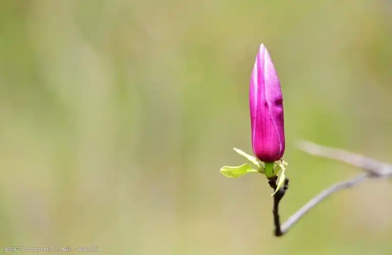 含苞待放图片