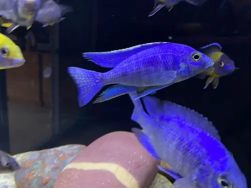 三湖慈鲷孔雀类出坑啦