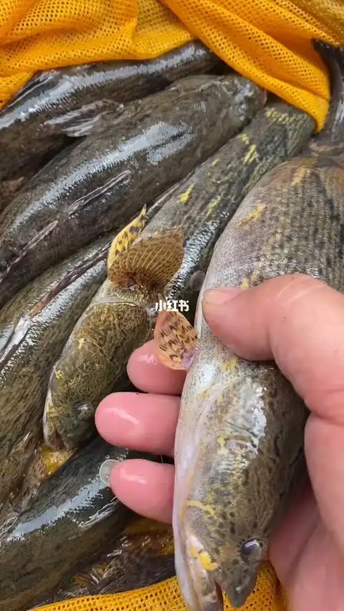 小笋壳鱼03至06斤一条广东活体到家