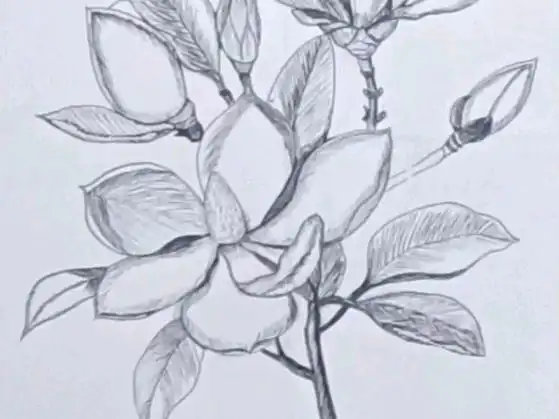 学画画 | 如何用铅笔绘制盛开的玉兰花卉?