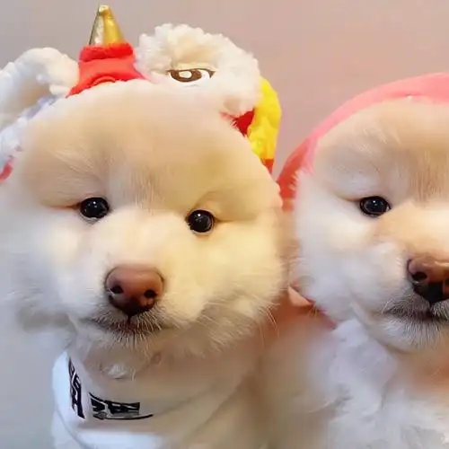 是谁这么可爱呢363436373039狗狗情侣头像