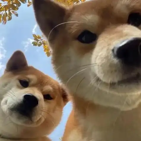 可可爱爱狗狗情侣头像