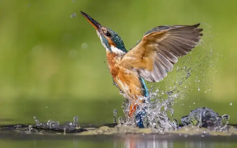 精选可爱动物翠鸟唯美高清图片分享