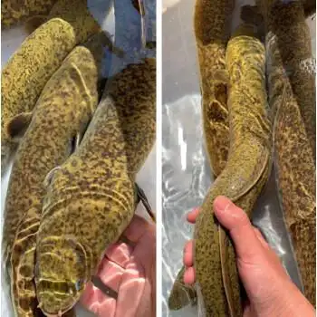 鳗鱼活体新鲜活体河鳗溪鳗花鳗江鳗活体水库养殖鳗鱼白鳝青鳗花锦